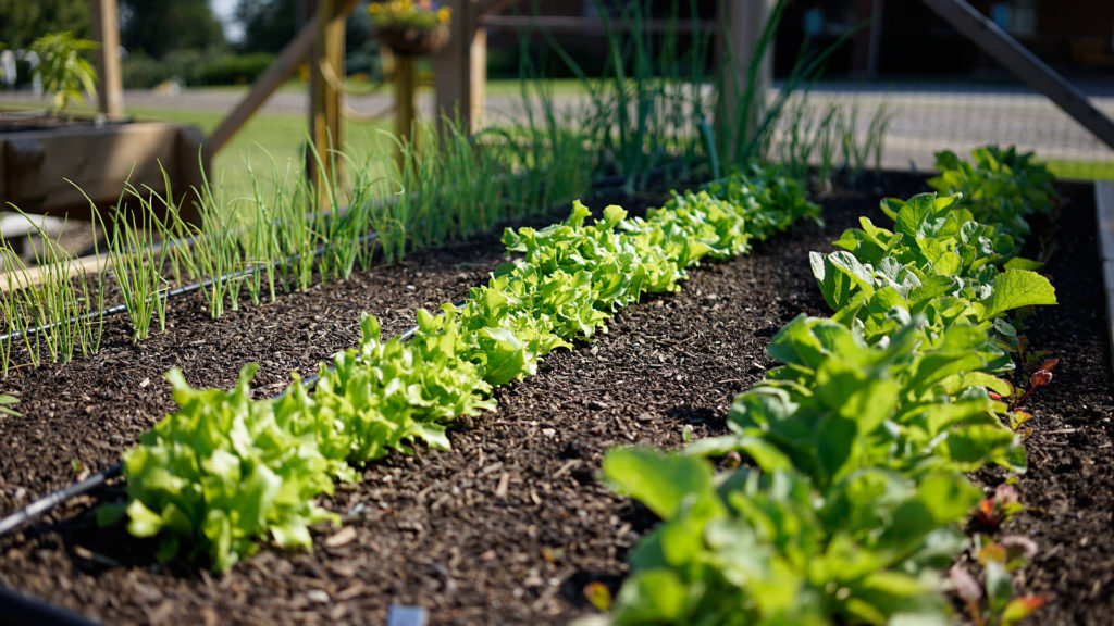 Raised beds planted with lettuce and onions at the Community Garden